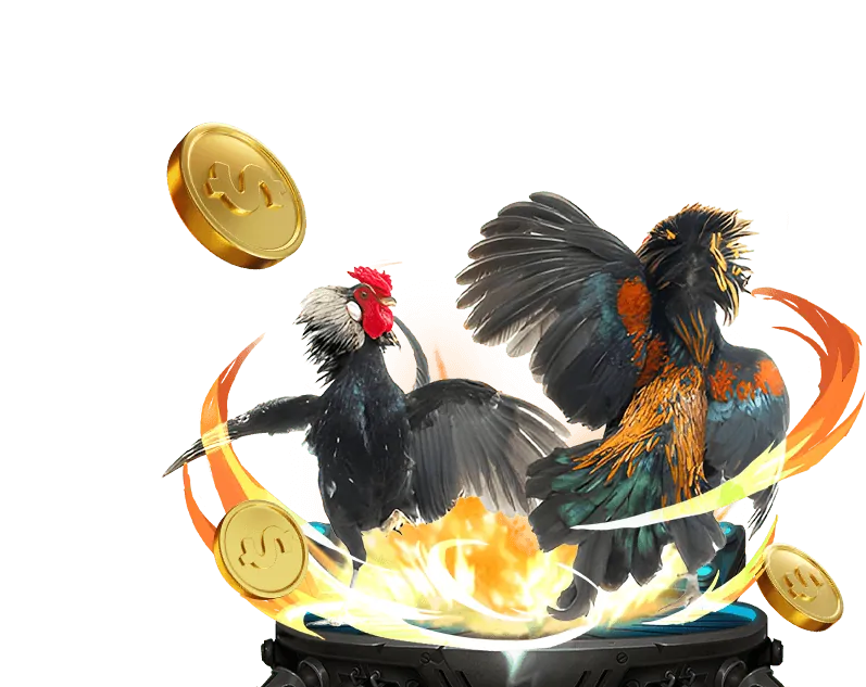 Hướng dẫn đặt cược đá gà